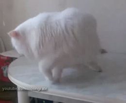 Оригинально падающий кот