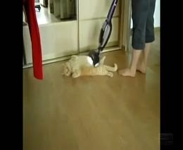 Коту нравится когда его пылесосят