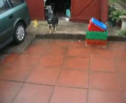 Собачка в недоумении