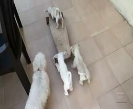 Щенки играются со скейтом