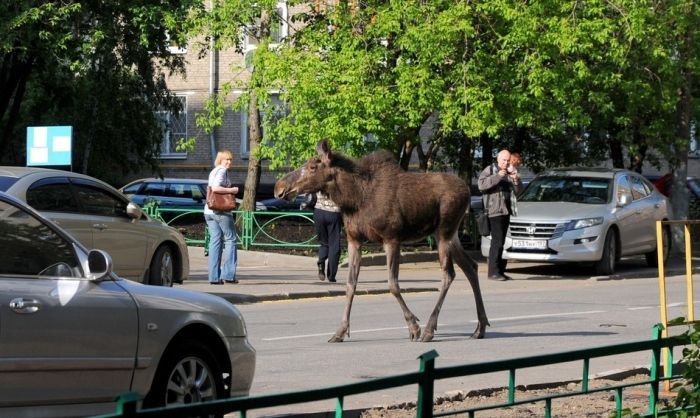 Московский двор посетили лоси (9 фото)
