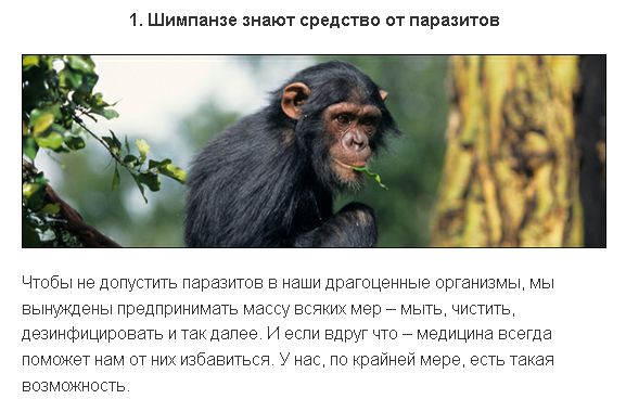 6 удивительных примеров того, как животные используют медицину (19 фото)