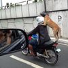 Прикол картинка собака, мотоцикл