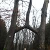 Бесплатно фото лес, дерево