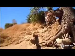 Фейлы на тарзанке