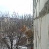 кот, выражение лица, подоконник,