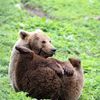 медведь, животное, выражение лица,
