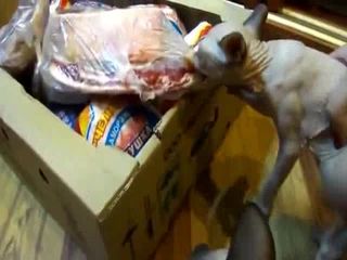 Хищный котенок