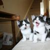 котята