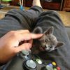 котенок, xbox