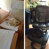 кот, кошка, кресло