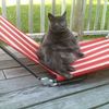 шезлонг, кот, кошка