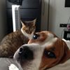 собака, кот, кошка