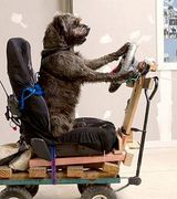 These Amazing Dogs Can Actually Drive Your Car