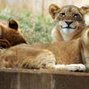 Улетное фото львы, выражение лица, кошка, звери,