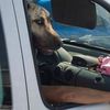 Прикол собака в машине, прикол, голова, выражение лица,