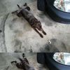 собака, выражение лица, питомец, авто,