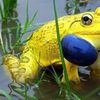лягушка, красивое животное, желтая, 