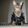 нарядил кота, выражение лица, питомец,