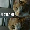 кот, выражение лица, глаза, питомец, 