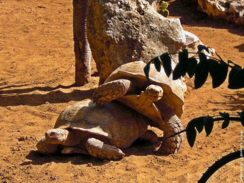 Всемирный день черепахи (World Turtle Day) Cherepaha-0003