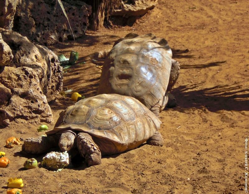 Всемирный день черепахи (World Turtle Day) Cherepaha-0004