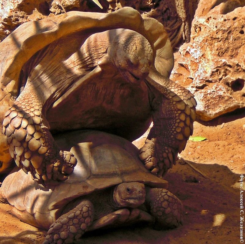 Всемирный день черепахи (World Turtle Day) Cherepaha-0005