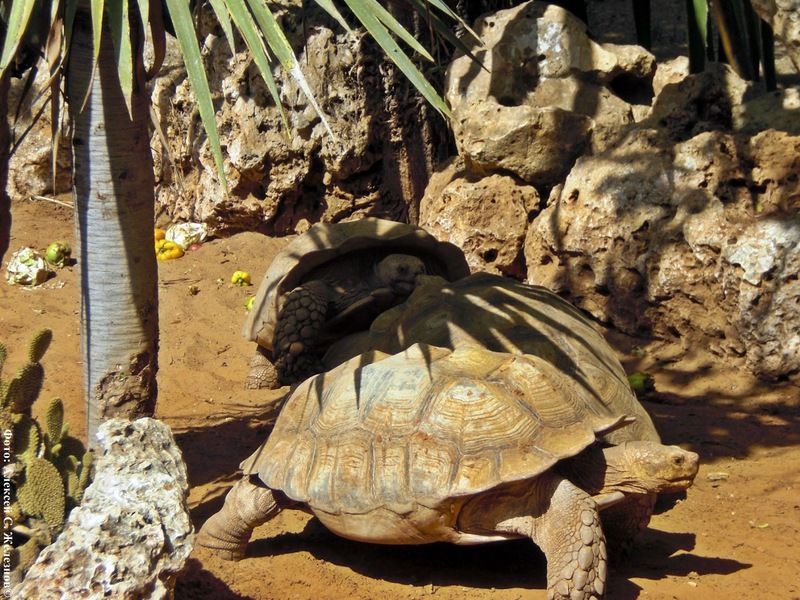 Всемирный день черепахи (World Turtle Day) Cherepaha-0008