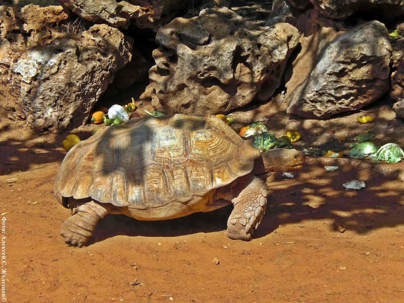 Всемирный день черепахи (World Turtle Day) Cherepaha-0009