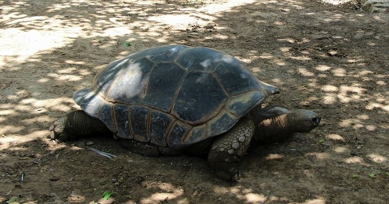 Всемирный день черепахи (World Turtle Day) Cherepaha-0010