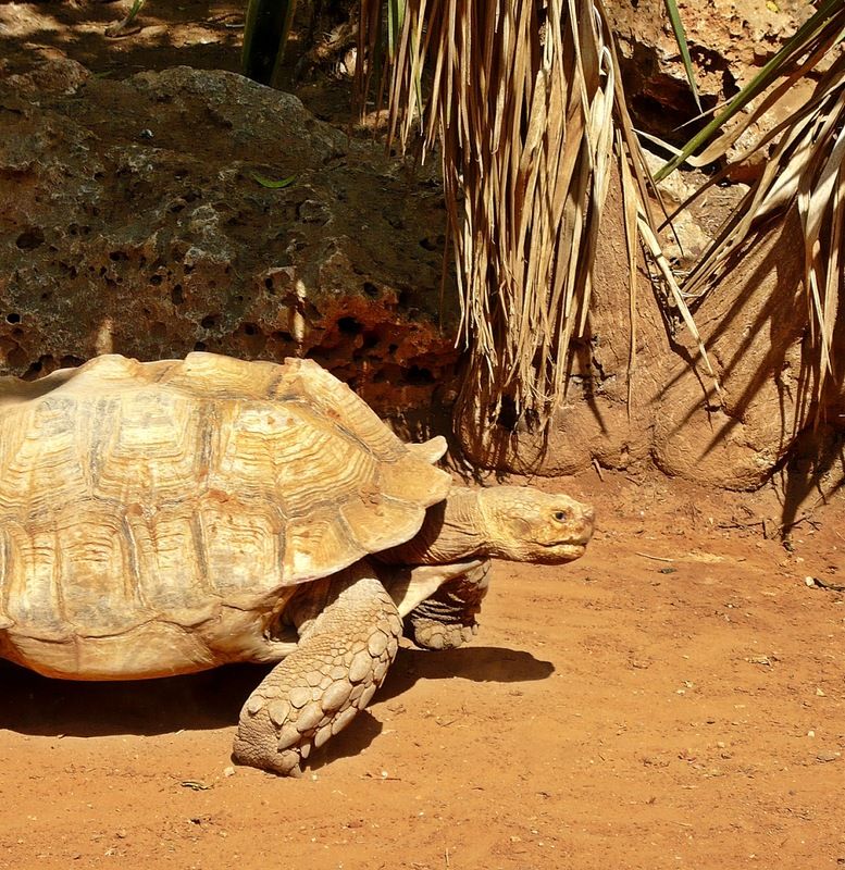 Всемирный день черепахи (World Turtle Day) Cherepaha-0017