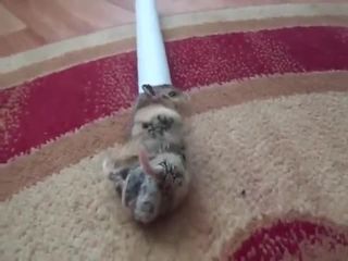 Забавный хомячок