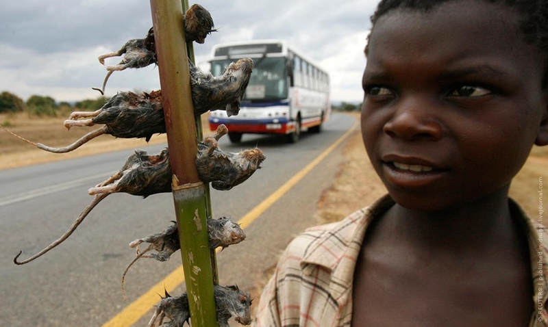 20.06.2009, Малави | Мальчик продает вареных крыс на дороге около столицы страны Лилонгве.