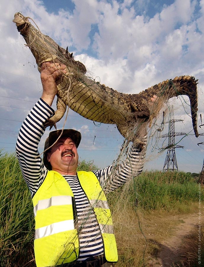 25.06.2009, Украина | Участник поисковой бригады держит в руках пойманного крокодила. Кайман размером в 1.75 м сбежал от своего хозяина в Одессе и пугал местных рыбаков, которые были вынуждены обратиться за помощью к спасателям.