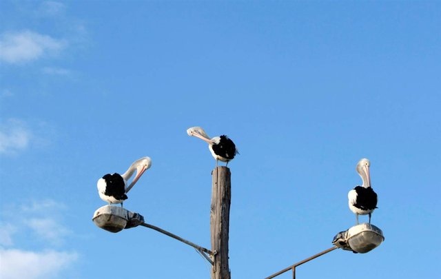 20 июня, Австралия. Три пеликана сидят на уличном фонаре в Ньюкасле на восточном побережье Австралии. 