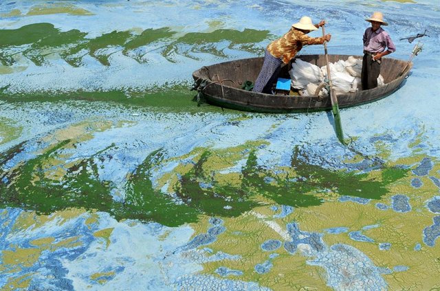 19 июня. Chaohu Lake, Hefei, Anhui province, China, Рыбаки ведут лодку по поверхности озера, заросшего водорослями. 