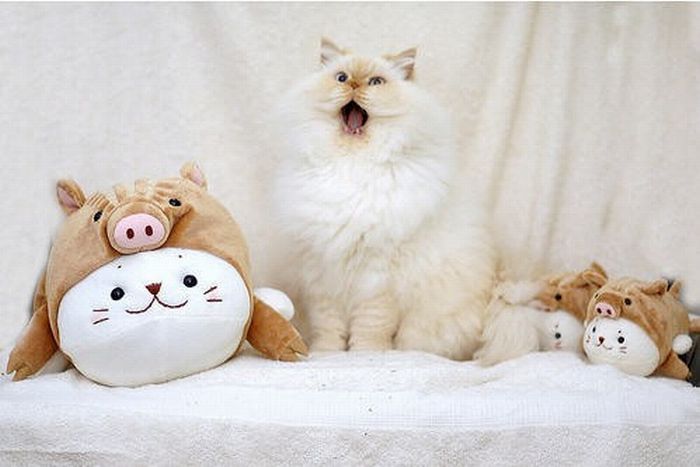 Забавный гималайский кот (13 фото)