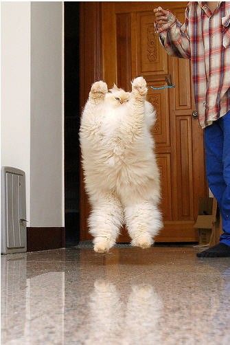 Забавный гималайский кот (13 фото)