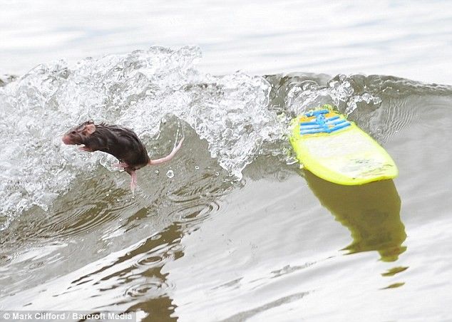 Мышь на серфинге