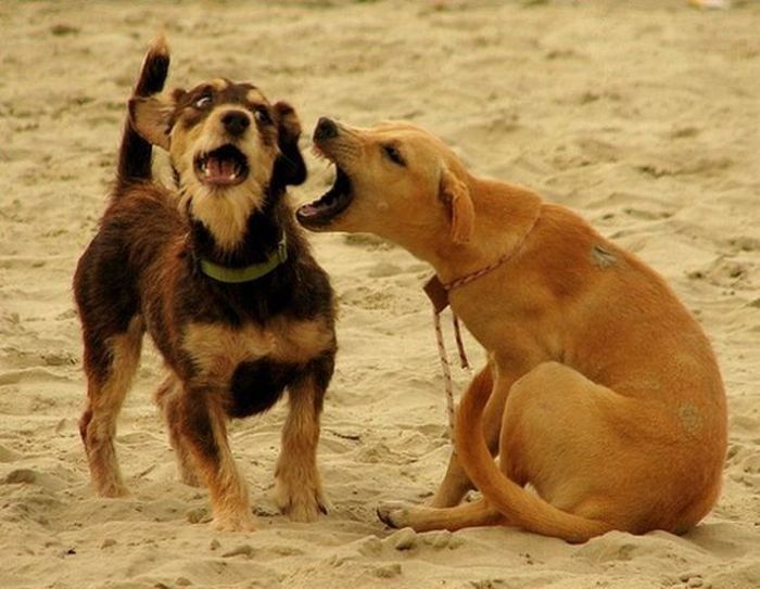 Классные фотографии собак (111 фото)