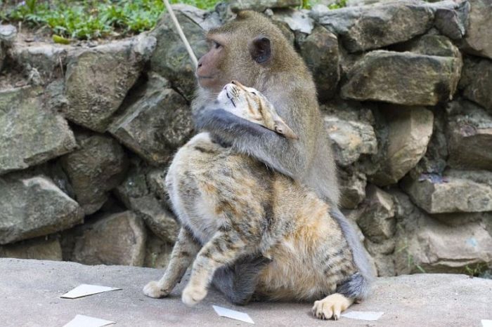 Любовь обезьянки и котов (15 Фото)