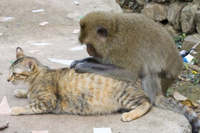 Любовь обезьянки и котов (15 Фото)