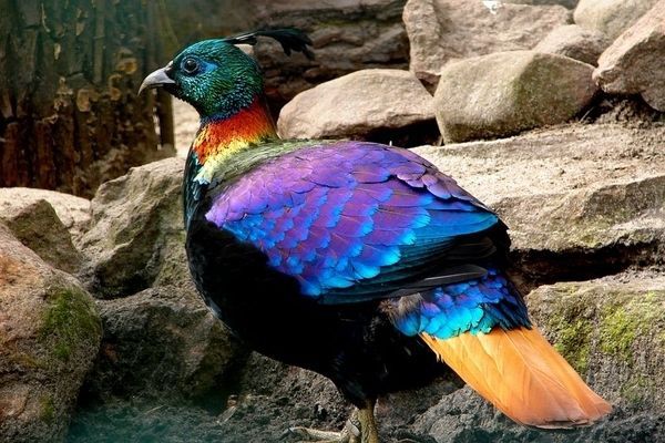 Прекрасные разноцветные птицы (15 Фото)