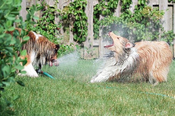 Собаки против фонтана (20 фото)