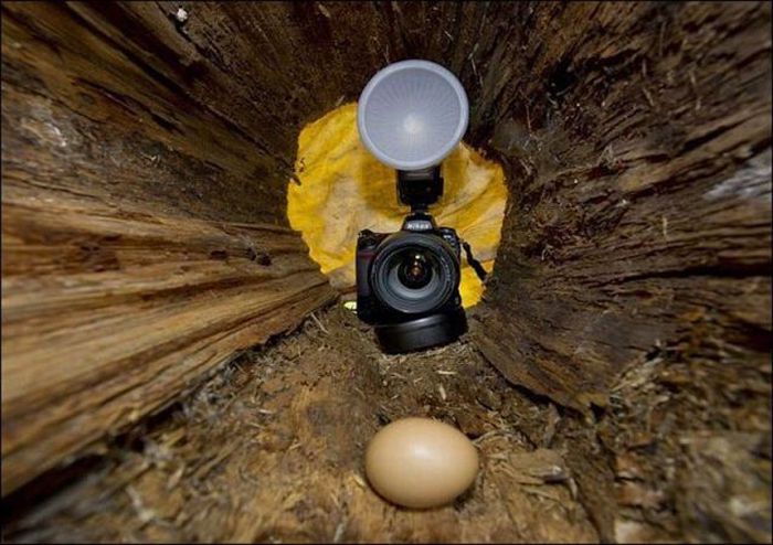 Воровка яиц (4 фото)