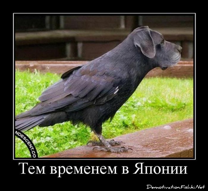 http://ru.fishki.net/picsw/062011/24/post/demotivator/demotivator-022.jpg