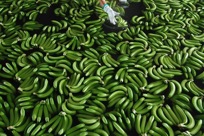 Банановая история (24 фото)