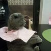 Прикол кот, кошка