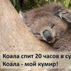 Бесплатно фото коала, сон