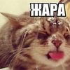 Фото онлайн кот, кошка, жара